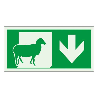 Poistumisreitti alas jälkivalaiseva, lammas Poistumisreitti alas jälkivalaiseva, lammas
